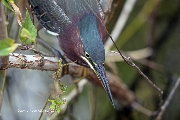 Green Heron, Everglades N.P. Little Green Heron